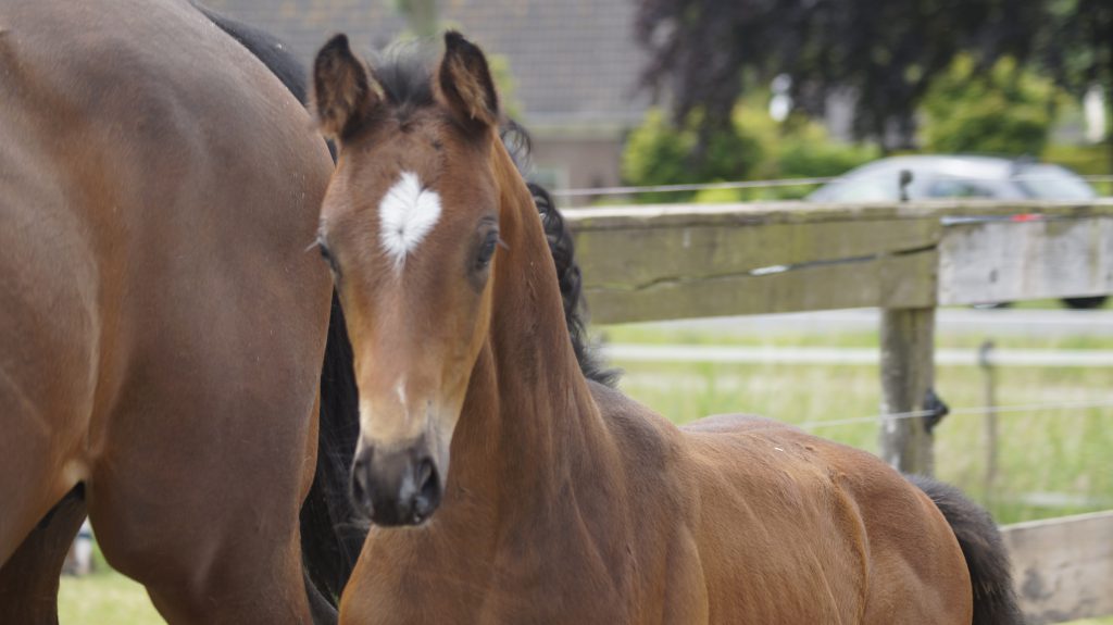 Matheo THS Hennessy x Havidoff - THS Horses